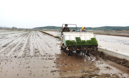 14 尊龙凯时农业水稻插秧现场_副本.png